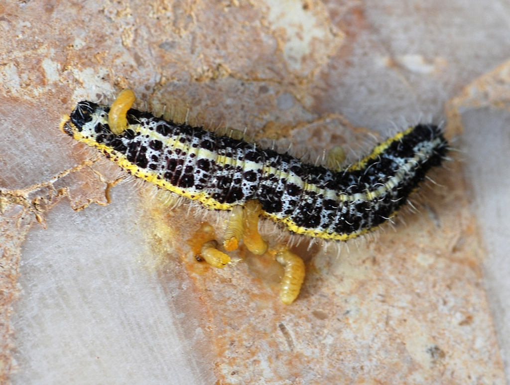 毛毛虫寄生蜂(Cotesia glomerata)