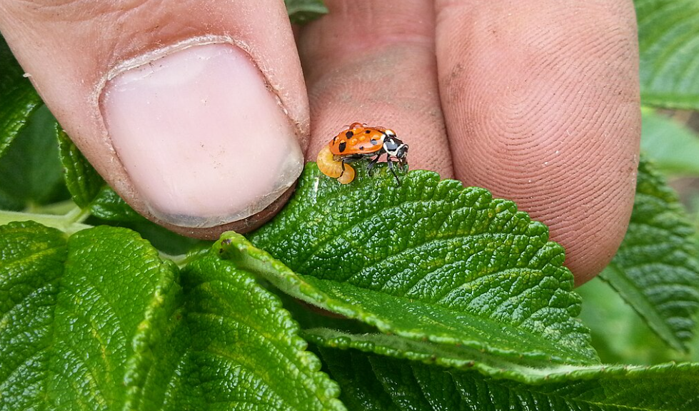 瓢虫寄生蜂(Dinocampus coccinellae)