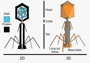噬菌体 《普罗米修斯》黑液灵感来源解析:现实寄生物种与基因劫持机制