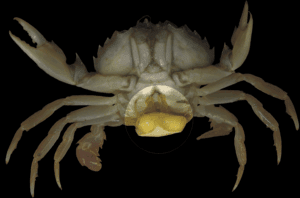 寄生蟹 《普罗米修斯》黑液灵感来源解析:现实寄生物种与基因劫持机制