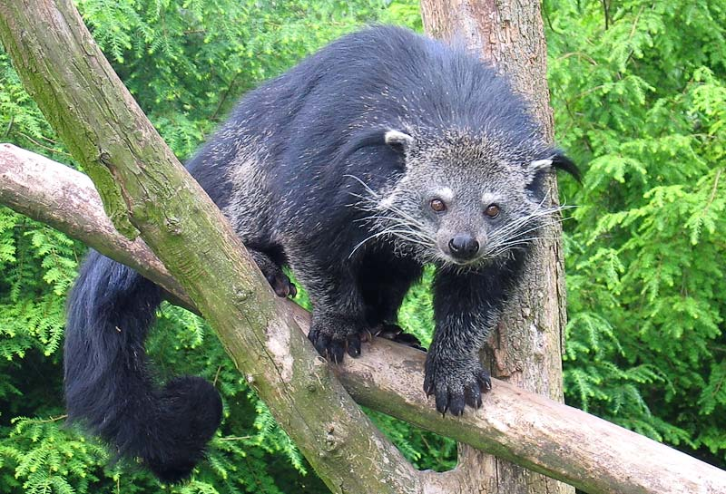 熊狸 Binturong 是什么